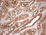 WIBG Antibody in Immunohistochemistry (Paraffin) (IHC (P))