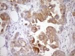 WIBG Antibody in Immunohistochemistry (Paraffin) (IHC (P))