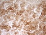 ZNF35 Antibody in Immunohistochemistry (Paraffin) (IHC (P))