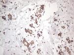 NR2C2 Antibody in Immunohistochemistry (Paraffin) (IHC (P))