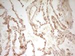 PAK4 Antibody in Immunohistochemistry (Paraffin) (IHC (P))