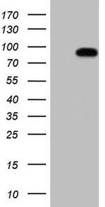 HSF2 Antibody in Western Blot (WB)