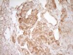 Pellino 1 Antibody in Immunohistochemistry (Paraffin) (IHC (P))