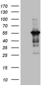 Pellino 1 Antibody in Western Blot (WB)