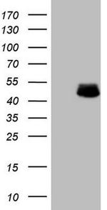 DMRT1 Antibody in Western Blot (WB)