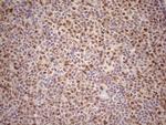 TCEAL1 Antibody in Immunohistochemistry (Paraffin) (IHC (P))