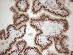 TCEAL1 Antibody in Immunohistochemistry (Paraffin) (IHC (P))