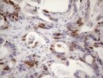 CDCA8 Antibody in Immunohistochemistry (Paraffin) (IHC (P))