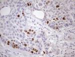 CDCA8 Antibody in Immunohistochemistry (Paraffin) (IHC (P))