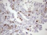 CDCA8 Antibody in Immunohistochemistry (Paraffin) (IHC (P))