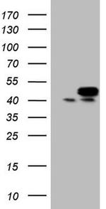 STOML2 Antibody in Western Blot (WB)