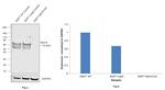 MAVS Antibody in Western Blot (WB)