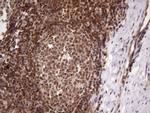 MGC12965 Antibody in Immunohistochemistry (Paraffin) (IHC (P))