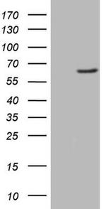 FMO3 Antibody in Western Blot (WB)