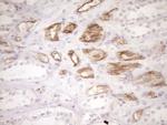 BLNK Antibody in Immunohistochemistry (Paraffin) (IHC (P))