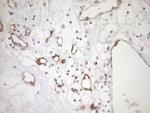 BLNK Antibody in Immunohistochemistry (Paraffin) (IHC (P))