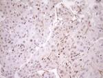 BLNK Antibody in Immunohistochemistry (Paraffin) (IHC (P))