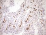 BLNK Antibody in Immunohistochemistry (Paraffin) (IHC (P))