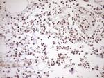 EXOSC1 Antibody in Immunohistochemistry (Paraffin) (IHC (P))