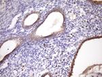 MCEE Antibody in Immunohistochemistry (Paraffin) (IHC (P))