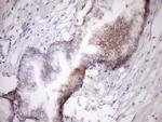 MCEE Antibody in Immunohistochemistry (Paraffin) (IHC (P))