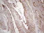 DLX4 Antibody in Immunohistochemistry (Paraffin) (IHC (P))