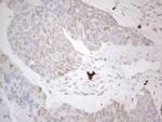 DLX4 Antibody in Immunohistochemistry (Paraffin) (IHC (P))