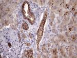 PHD1 Antibody in Immunohistochemistry (Paraffin) (IHC (P))