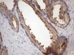 PHD1 Antibody in Immunohistochemistry (Paraffin) (IHC (P))