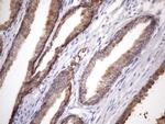 PHD1 Antibody in Immunohistochemistry (Paraffin) (IHC (P))