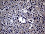 MAK Antibody in Immunohistochemistry (Paraffin) (IHC (P))