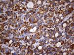 MAK Antibody in Immunohistochemistry (Paraffin) (IHC (P))