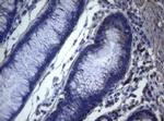 MAK Antibody in Immunohistochemistry (Paraffin) (IHC (P))