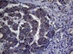 MAK Antibody in Immunohistochemistry (Paraffin) (IHC (P))