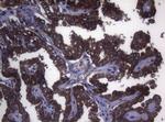 MAK Antibody in Immunohistochemistry (Paraffin) (IHC (P))