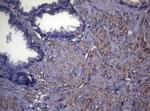 MAK Antibody in Immunohistochemistry (Paraffin) (IHC (P))