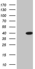 ERLIN1 Antibody in Western Blot (WB)