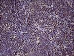 XRN2 Antibody in Immunohistochemistry (Paraffin) (IHC (P))