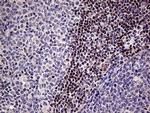 Fra2 Antibody in Immunohistochemistry (Paraffin) (IHC (P))