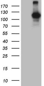 DGKZ Antibody in Western Blot (WB)