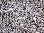 ELF4 Antibody in Immunohistochemistry (Paraffin) (IHC (P))