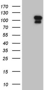 ELF4 Antibody in Western Blot (WB)