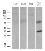 ELF4 Antibody in Western Blot (WB)