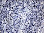 BHLHE40 Antibody in Immunohistochemistry (Paraffin) (IHC (P))