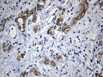 RNase11 Antibody in Immunohistochemistry (Paraffin) (IHC (P))