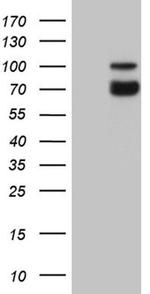 SYTL4 Antibody in Western Blot (WB)