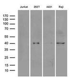 DNAJB5 Antibody in Western Blot (WB)