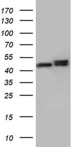 hnRNP H1 Antibody in Western Blot (WB)