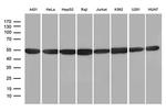 hnRNP H1 Antibody in Western Blot (WB)