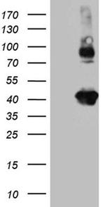 Syntaxin 3 Antibody in Western Blot (WB)